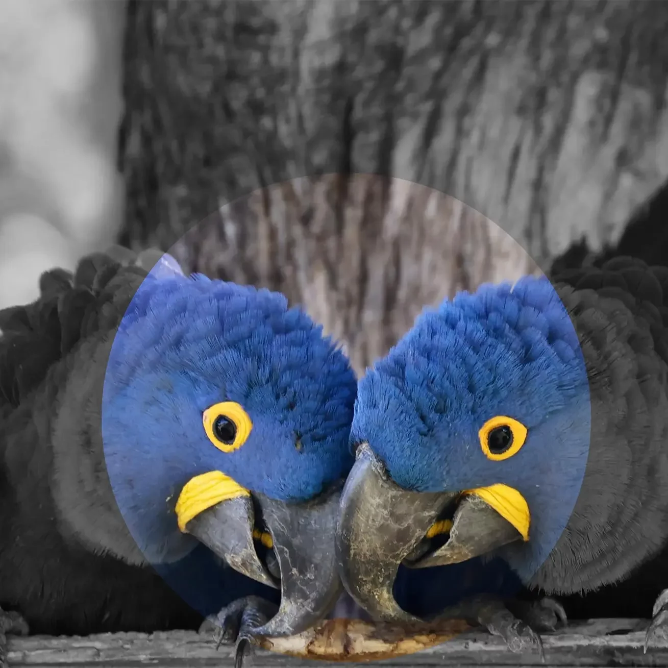 Services 3 Spixara est agence de Transition numérique Éthique qui propose plusieurs services visuels et en communications numériques aux entreprises.